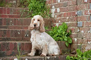 DOG - Cocker Spaniel (orange roan) - sitting on steps