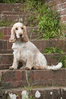DOG - Cocker Spaniel (orange roan) - sitting on steps