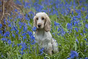 DOG - Cocker Spaniel (orange roan) in bluebells