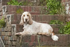 DOG - Cocker Spaniel (orange roan) - laying on steps