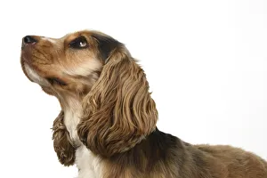 Cocker Gallery: DOG. Cocker Spaniel, portrait, head & shoulders, studio, white background DOG