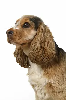 DOG. Cocker Spaniel, portrait, head & shoulders, studio, white background