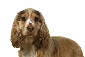 DOG. Cocker Spaniel, portrait, head & shoulders, studio, white background