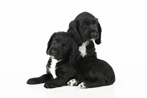 Dog. Cocker Spaniel puppies, black with white (7 weeks old ) sitting, studio, white backgound