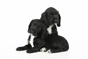 Cocker Prints: Dog. Cocker Spaniel puppies, black with white (7 weeks old ) sitting