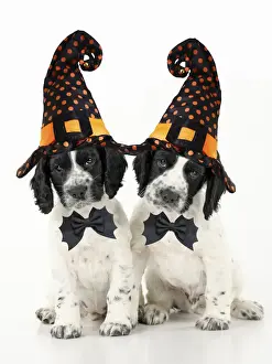 Weeks Prints: Dog. Cocker Spaniel puppies wearing Halloween witch hats