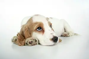 Thoughtful Prints: DOG. Cocker Spaniel puppy