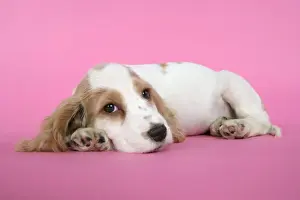 DOG. Cocker Spaniel puppy