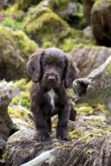 Images Dated 10th April 2014: Dog - Cocker Spaniel puppy about 6 weeks old -