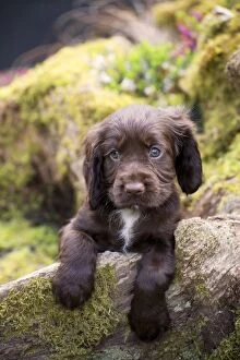 Images Dated 10th April 2014: Dog - Cocker Spaniel puppy about 6 weeks old -