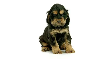 Dog - Cocker Spaniel puppy