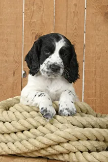 Images Dated 2nd October 2020: Dog. Cocker Spaniel puppy (7 weeks old ) Black & white, sitting / laying on a pile of rope Dog