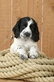 Rope Prints: Dog. Cocker Spaniel puppy (7 weeks old ) Black & white, sitting / laying on a pile of rope