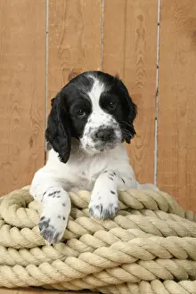 Dog. Cocker Spaniel puppy (7 weeks old ) Black & white, sitting / laying on a pile of rope