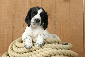 Dog. Cocker Spaniel puppy (7 weeks old ) Black & white, sitting / laying on a pile of rope