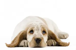 Baby Animal Prints: Dog - Cocker Spaniel puppy