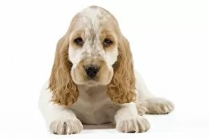 Images Dated 18th May 2012: Dog - Cocker Spaniel puppy