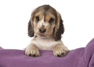 Cocker Gallery: DOG. Cocker Spaniel puppy ( 9 weeks old ) paws over fabric