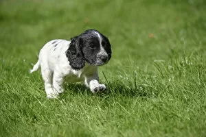 Cocker Gallery: Dog. Cocker Spaniel puppy, black & white (7 weeks old ) running in grass, garden Dog
