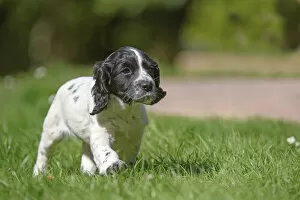 Images Dated 2nd October 2020: Dog. Cocker Spaniel puppy, black & white (7 weeks old ) running in grass, garden