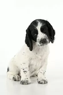 Images Dated 2nd October 2020: Dog. Cocker Spaniel puppy, black & white (7 weeks old ) sitting, studio, white backgound Dog