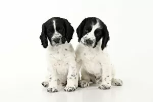 Images Dated 2nd October 2020: Dog. Cocker Spaniel puppy, black & white (7 weeks old ) sitting, studio, white backgound Dog