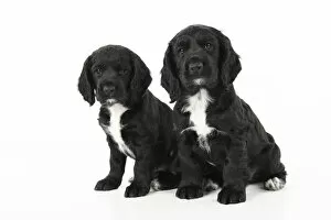 Images Dated 2nd October 2020: Dog. Cocker Spaniel puppy, black with white (7 weeks old ) sitting, studio, white backgound
