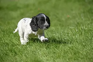 Cocker Prints: Dog. Cocker Spaniel puppy, black & white (7 weeks old ) running in grass, garden