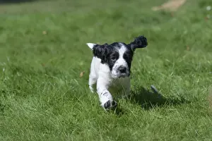 Dog. Cocker Spaniel puppy, black & white (7 weeks old ) running in grass, garden