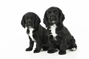 Dog. Cocker Spaniel puppy, black with white (7 weeks old ) sitting, studio, white backgound