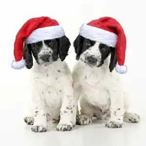 Santa Prints: Dog. Cocker Spaniel puppy, black & white wearing red Christmas Santa hats