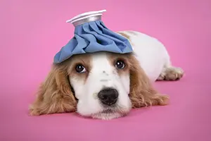 Get Well Prints: DOG. Cocker Spaniel puppy - with cold compress on head manipulated - compress added