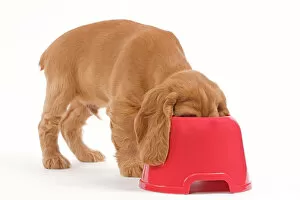Spaniels Gallery: Dog - Cocker Spaniel - puppy with head in feeding bowl