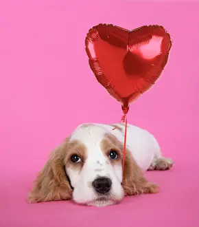 DOG. Cocker Spaniel puppy - with heart shaped balloon Digital Manipulation: added balloon