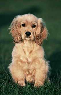 Getting a cocker spaniel sales puppy