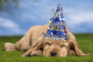 Images Dated 21st October 2015: Dog Cocker Spaniel puppy sleeping wearing party hat