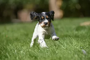 Images Dated 2nd October 2020: Dog. Cocker Spaniel puppy, tri colour (7 weeks old ) running in grass, garden