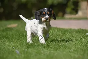 Sunny Prints: Dog. Cocker Spaniel puppy, tri colour (7 weeks old ) running in grass, garden