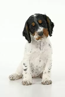 Images Dated 2nd October 2020: Dog. Cocker Spaniel puppy, tri coloured (7 weeks old ) sitting, studio, white backgound
