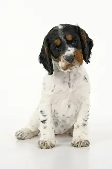 Cocker Prints: Dog. Cocker Spaniel puppy, tri coloured (7 weeks old ) sitting, studio, white backgound