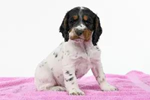 Dog. Cocker Spaniel puppy, tri coloured (7 weeks old ) sitting on a pink towel, studio, white backgound