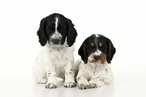 Cocker Gallery: Dog. Cocker Spaniel puppy, tri coloured & black & white (7 weeks old ) sitting together, studio