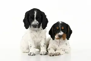 Dog. Cocker Spaniel puppy, tri coloured & black & white (7 weeks old ) sitting together, studio, white backgound