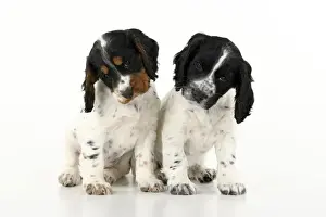 Dog. Cocker Spaniel puppy, tri coloured & black & white (7 weeks old ) sitting together, studio, white backgound