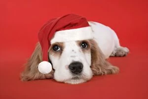DOG. Cocker Spaniel puppy wearing Christmas hat