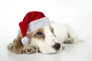 Images Dated 24th June 2021: DOG. Cocker Spaniel puppy wearing a red Christmas Santa hat Date: 11-01-2008