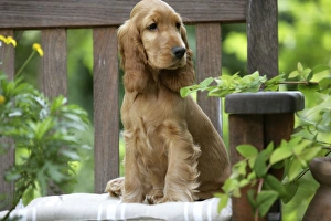 Dog - Cocker Spaniel sitting on bench