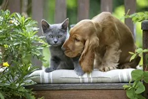 Garden Furniture Prints: Dog - Cocker Spaniel sitting on bench with grey kitten