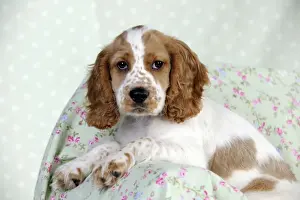 DOG - Cocker spaniel sitting on chair