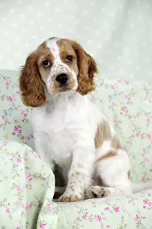 DOG - Cocker spaniel sitting on chair